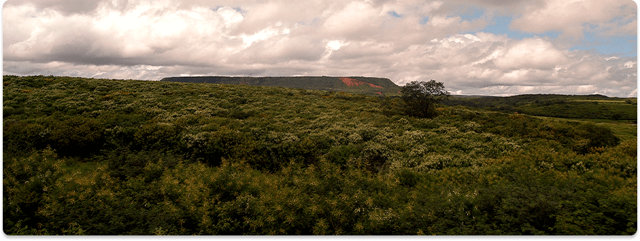 fazenda